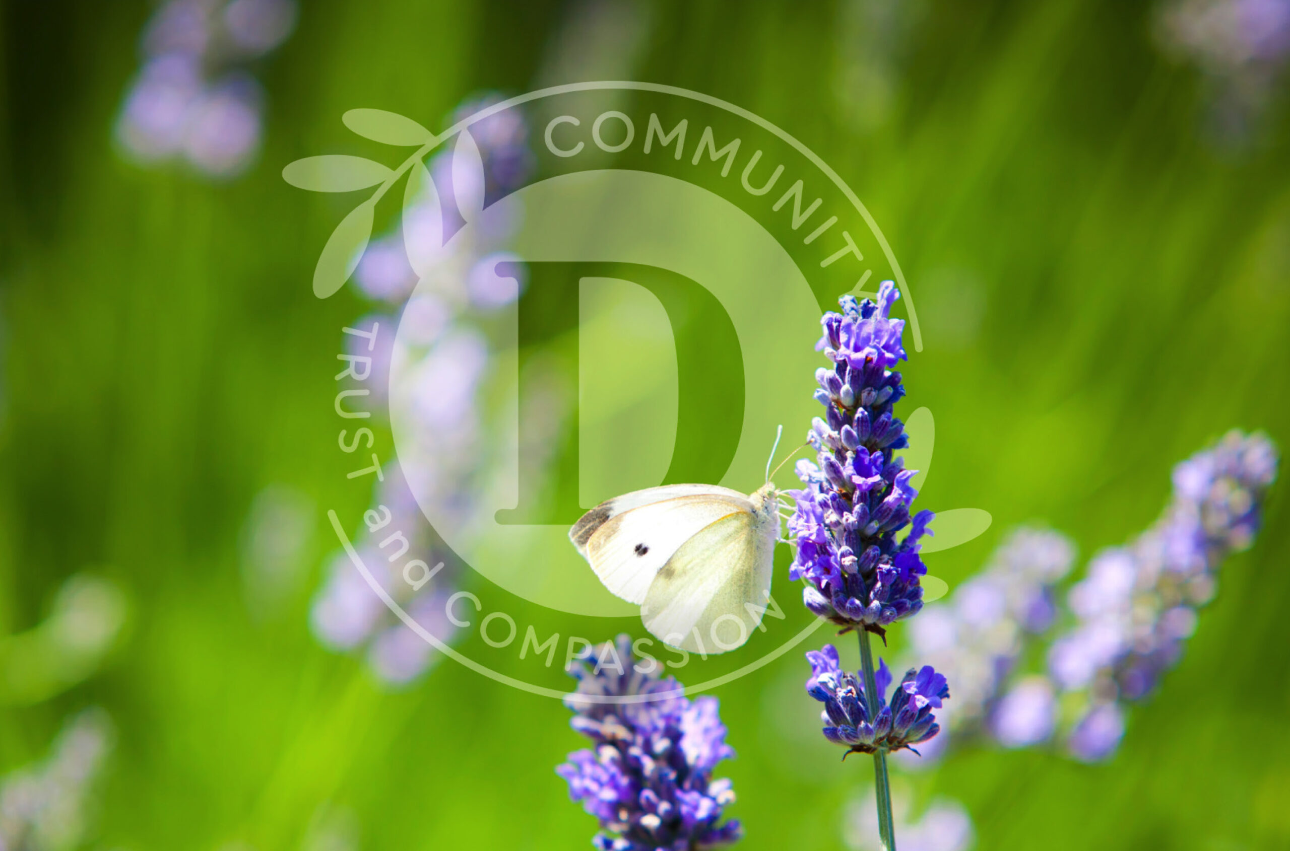 AED-BFC-IMAGE